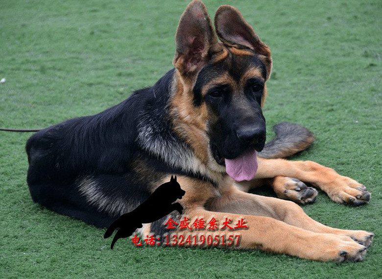 真正锤系大头德牧幼犬待售 喜欢民间大头的朋友联系