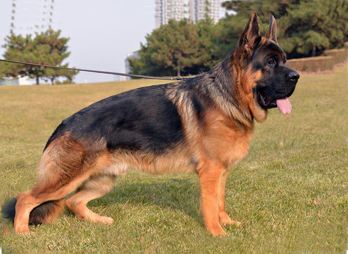 大头垂系德国牧羊犬,北京专业繁殖垂系德牧基地