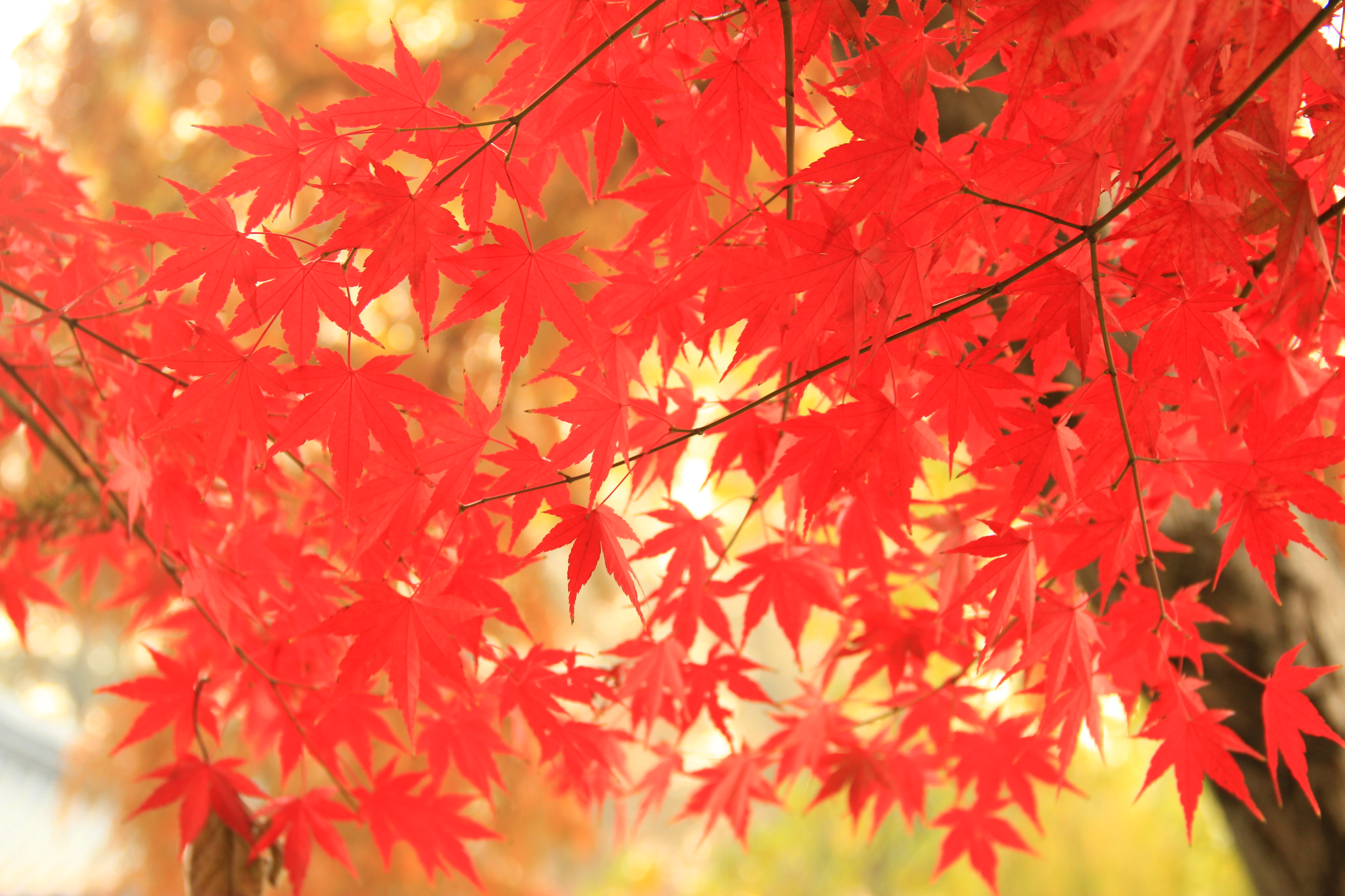 枫叶红-风景照-19摄区-杭州19楼