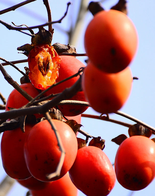 柿子紅了