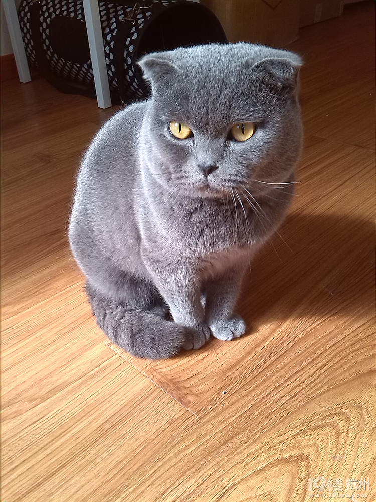 棕虎斑高地mm找老公