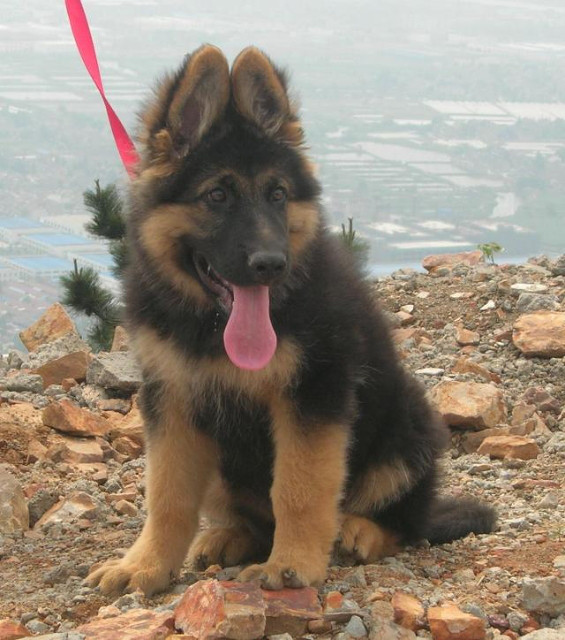 上海出售锤系大头德国牧羊犬,正规狗场繁殖 签协议送狗狗用品