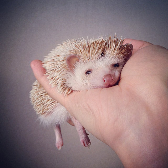 萌宠darcy,史上最萌的hedgehog