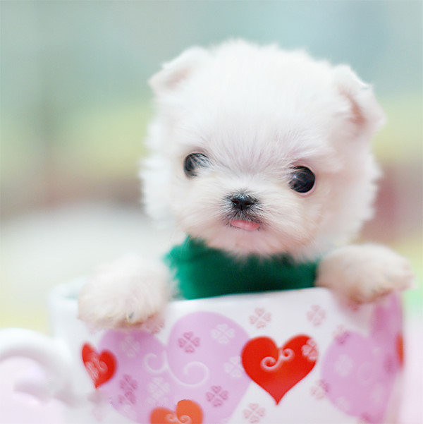 超小体型杯子狗