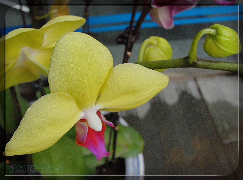 《蝴蝶兰》——洋兰皇后