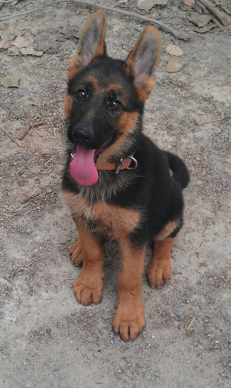 杭州狗场出售德国牧羊犬幼崽