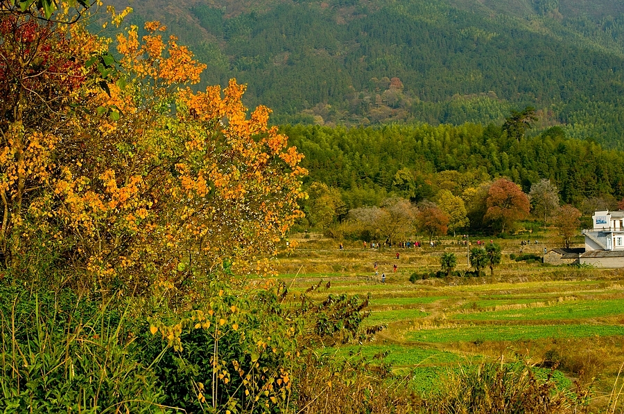 【徽州塔川】山野田间色斑斓
