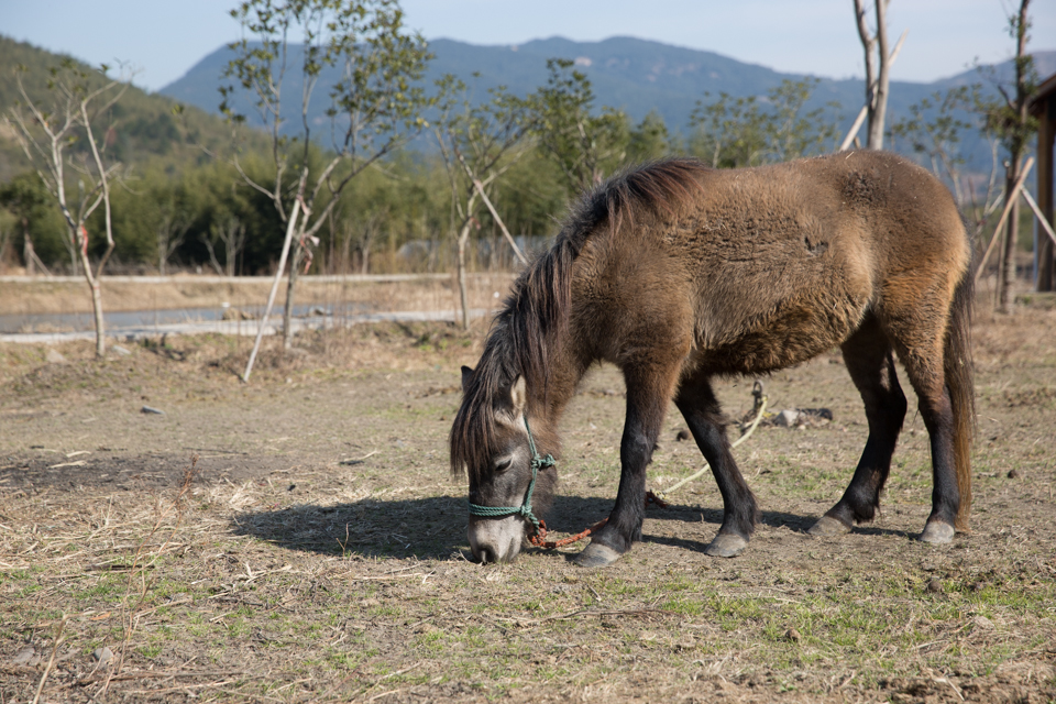 余杭黎鹰乡村牧场 骑马 吃烤全羊