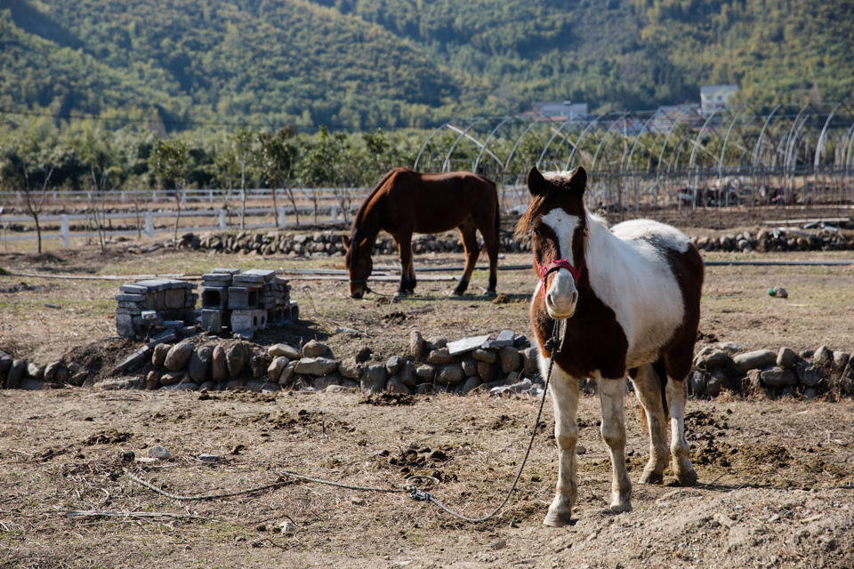 余杭黎鹰乡村牧场 骑马 吃烤全羊