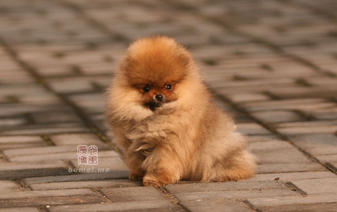 晨光博美犬舍 小美女可儿