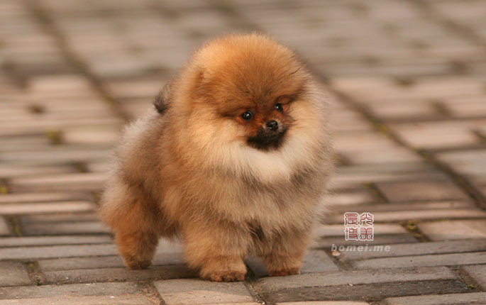 晨光博美犬舍 小美女可儿