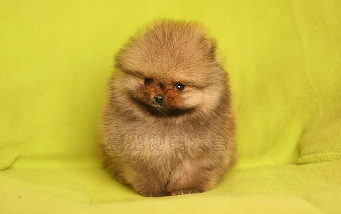 ★晨光博美犬舍★销售信息-2014.1.5更新 -我要