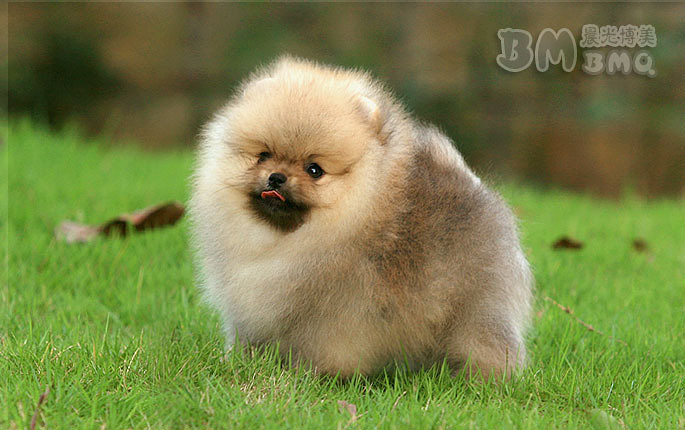 晨光博美犬舍 帅小子哈哈