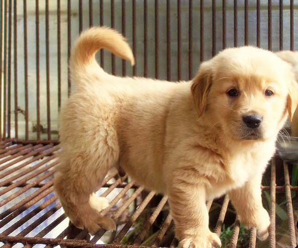 家养金毛幼犬转让