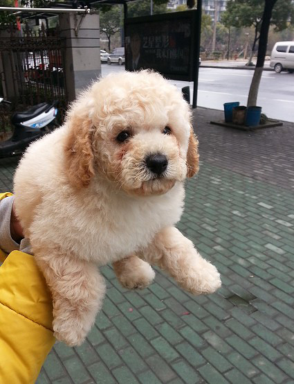 奶油色,黑色玩具贵宾求带走