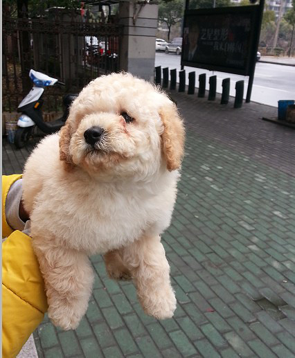 奶油色,黑色玩具贵宾求带走