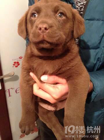 我家的拉拉眼神好贱哦!哈哈