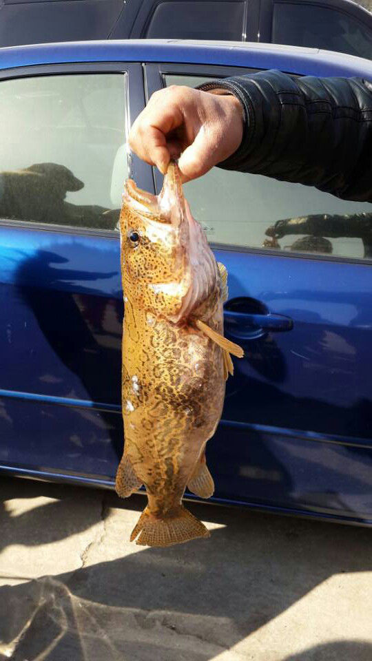 千岛湖金色圆桶桂鱼一条～绝对漂亮～2.2斤