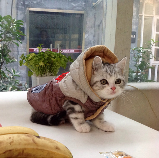 喵星人来买萌了灬哈哈哈