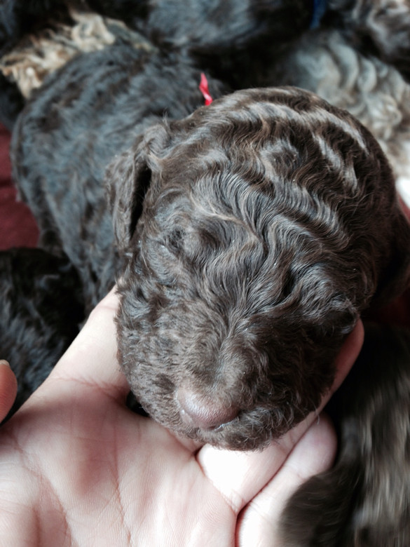 【巨型贵宾】-大泰迪之卷毛的宝宝们成长记.(不断更新)