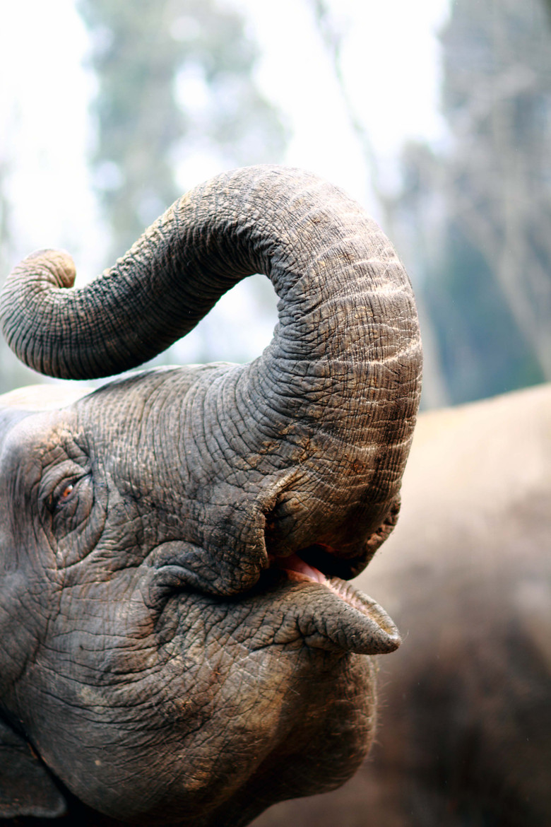 大象大象你的鼻子为什么这么长