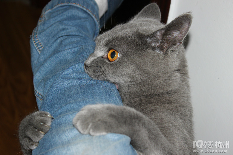 猫咪发情不会交配怎么办