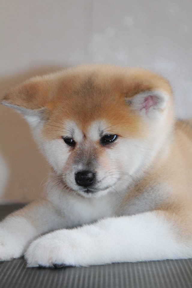 真心喜欢秋田和柴犬宝贝的进