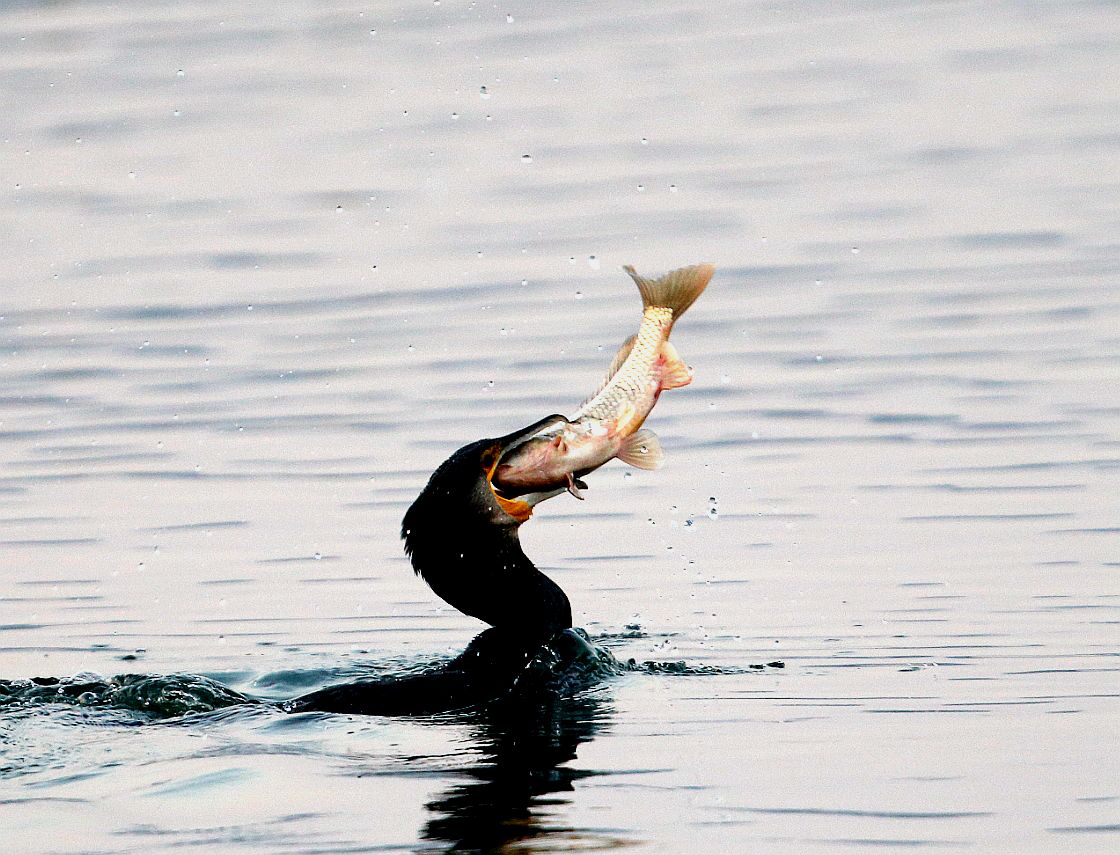鹭鸶捕鱼各类姿态