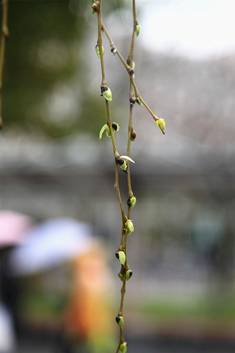 柳树的发芽过程图解图片