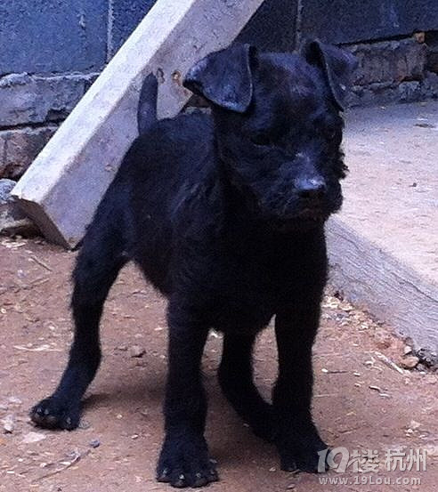 给大家瞧一下美国火梗犬