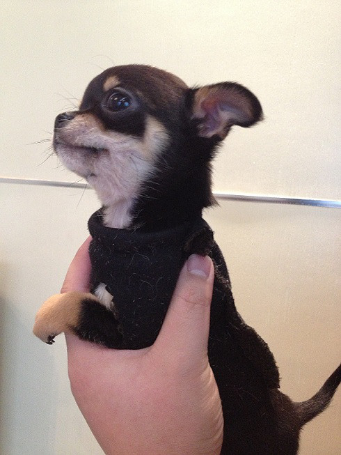 家养高品质黑包金吉娃娃最后一对找新家