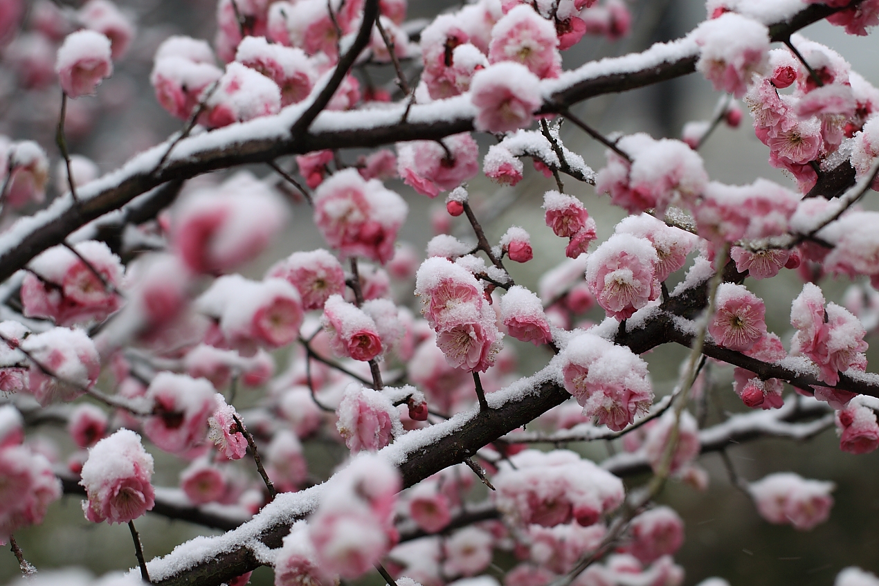 春雪-手机随手拍-杭州19楼