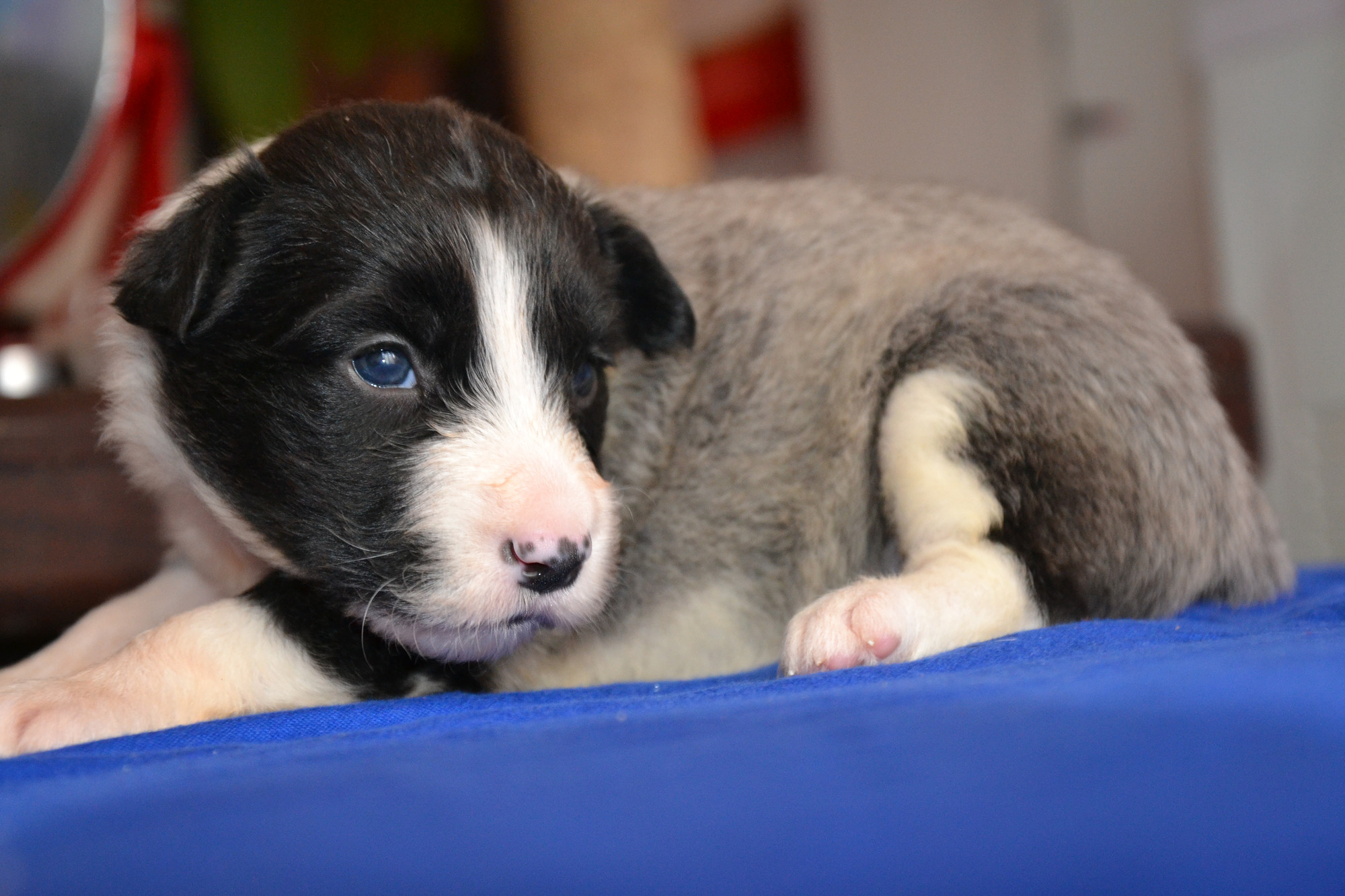 稀有颜色边牧宝宝来喽