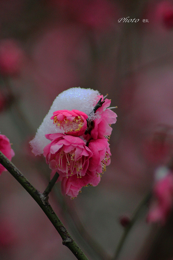 雪压红梅