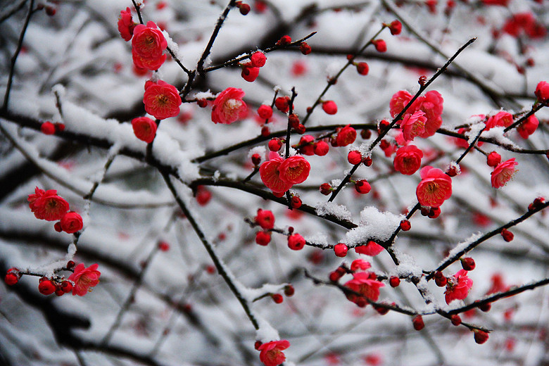 傲雪红梅