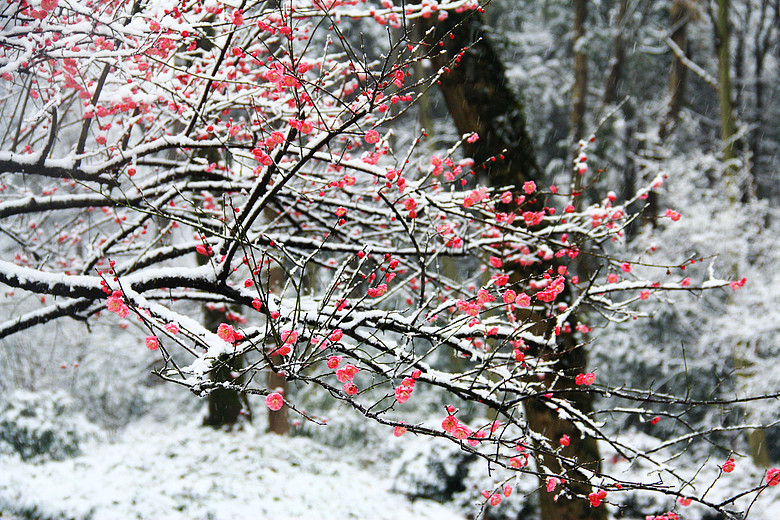 雪裡梅花點點紅