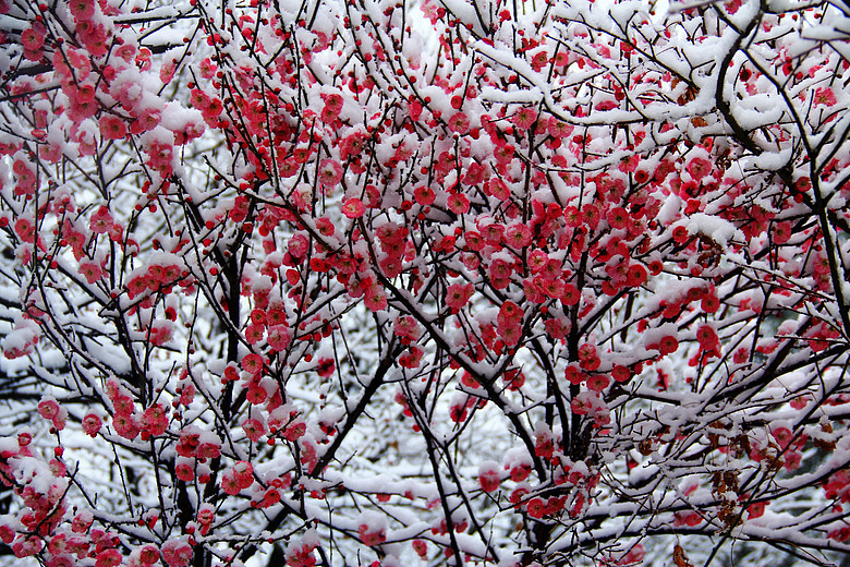 雪裡梅花點點紅