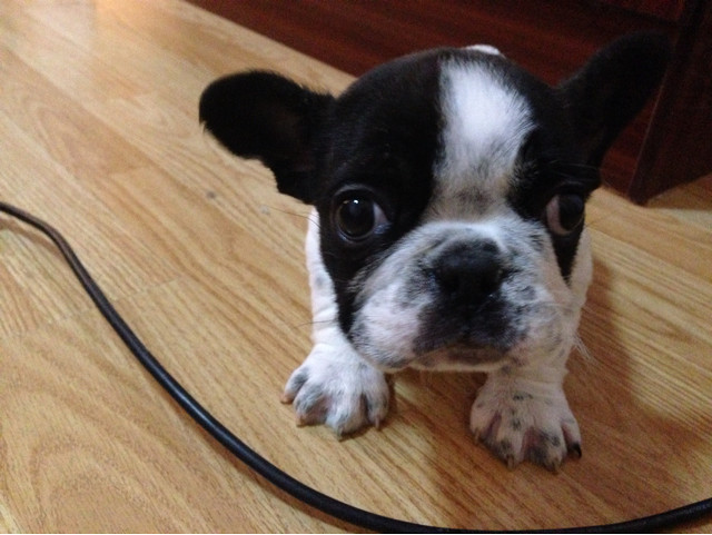 家养花色小法斗出售