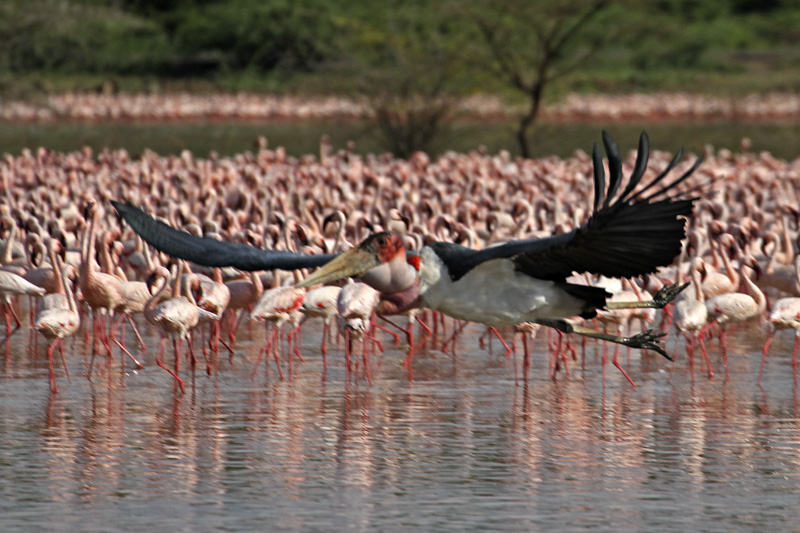 肯尼亚博格利亚湖壮观火烈鸟中的不速之客非洲秃鹳