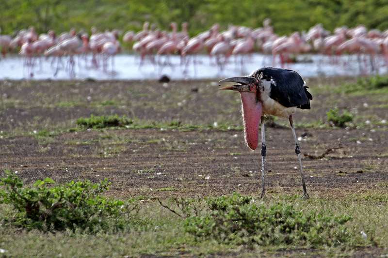 肯尼亚博格利亚湖壮观火烈鸟中的不速之客非洲秃鹳