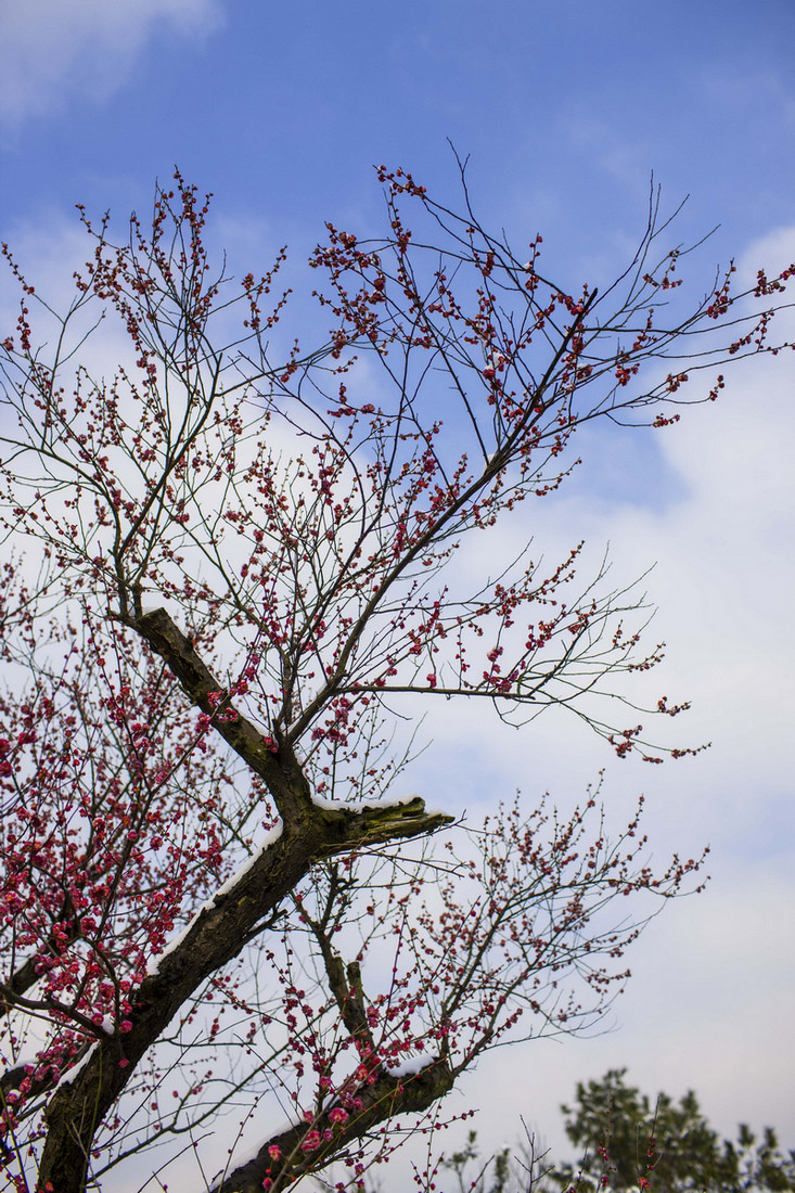 一组梅花-风景照-19摄区-杭州19楼