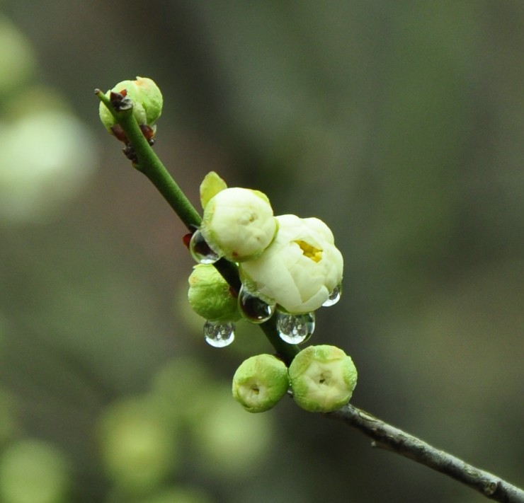 雨后的梅花.