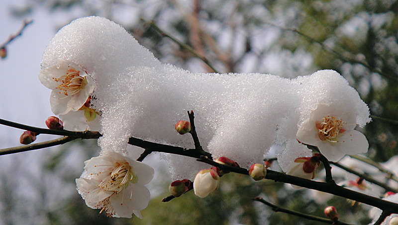 《梅花雪狗》