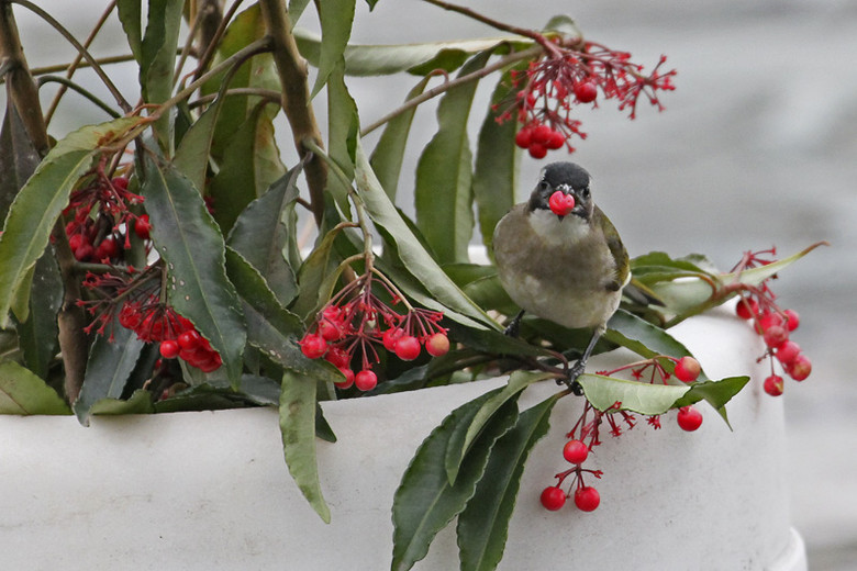 白头翁吃红果欣赏