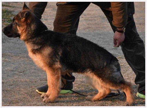 德国牧羊犬舍 大锤.二锤 黑背 弓背.专业繁育德牧犬-我要出售-宠物相