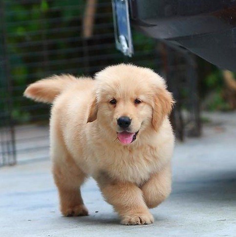 聪明可爱的金毛幼犬