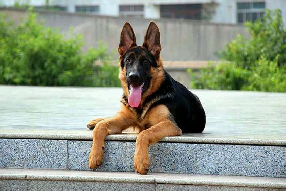 大头锤系德国牧羊犬