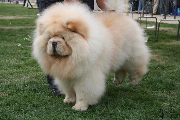 大肉嘴松狮犬 可爱憨厚