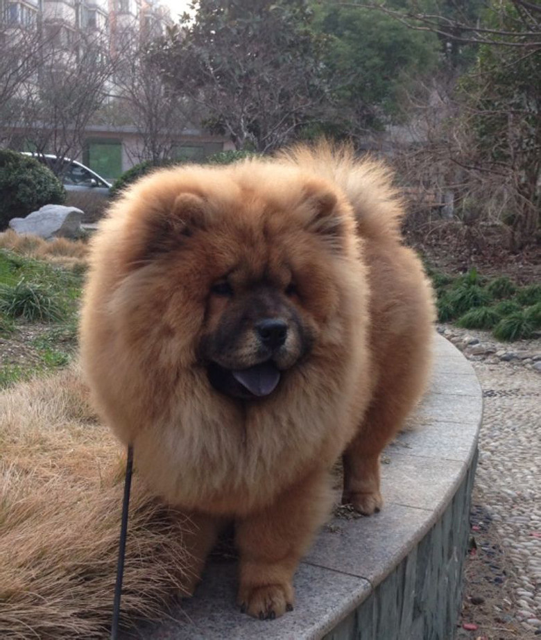 可爱的肉肉嘴 狮子头小松狮宝宝