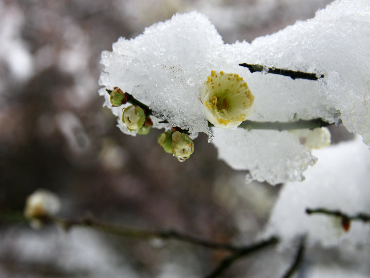 【雪梅】晶瑩剔透